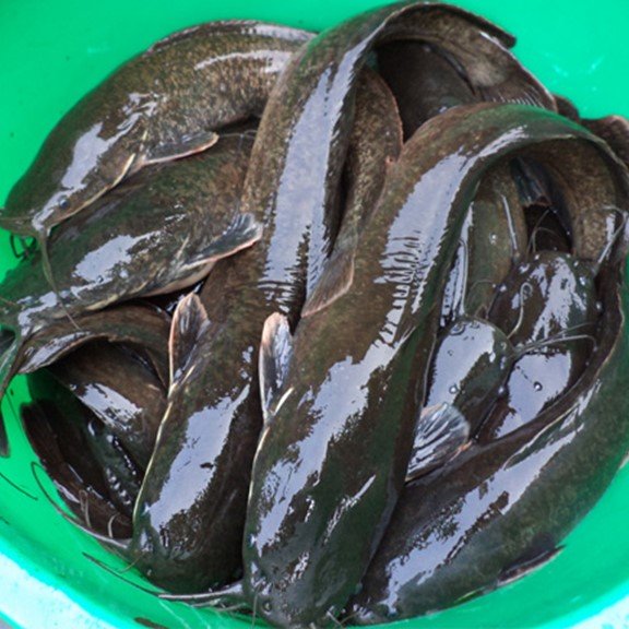 Fresh Catfish Organic Foods Nigeria